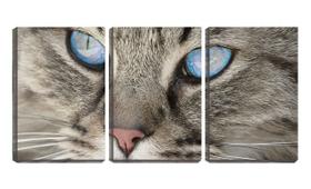 Quadro Decorativo 30x66 olhos azuis e focinho de gato