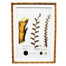 Quadro Decorativo 55cm Botânico Mauritia Moldura de Bambu Quadro Decorativo 55cm Botânico Mauritia Moldura de Bambu