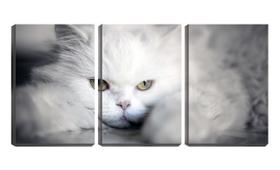 Quadro Decorativo 55x110 olhar de gato angorá branco