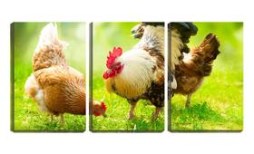 Quadro Decorativo 80x140 galo olha para as galinhas - Crie Life