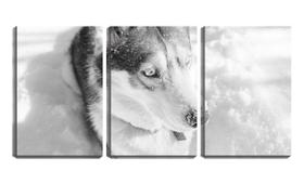 Quadro Decorativo 80x140 husky brincando na neve