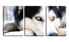 Quadro Decorativo 80x140 olhos azuis de husky siberiano