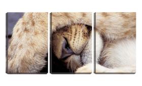 Quadro Decorativo 80x140 pata de leão sobre olhos