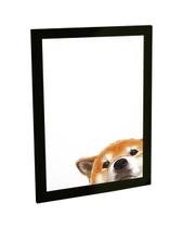 Quadro Decorativo A4 Engraçado Cachorro Shiba Inu Meme