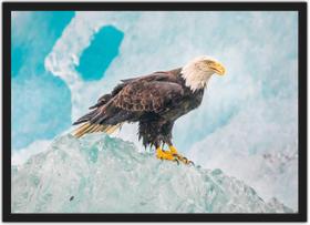 Quadro Decorativo Águia Ave Animais Decoração Com Moldura