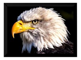 Quadro Decorativo Águia Ave Foto Poster Moldurado