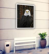 Quadro Decorativo Águia Fotografia - 70X50Cm Quadro Decorativo Águia Fotografia - 70X50Cm