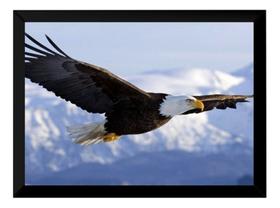Quadro Decorativo Águia Sobrevoo Foto Poster Moldurado Quadro Decorativo Águia Sobrevoo Foto Poster Moldurado