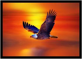 Quadro Decorativo Animais Águia Da Cabeça Branca Veterinário Pet Shop Paisagem Com Moldura RC072