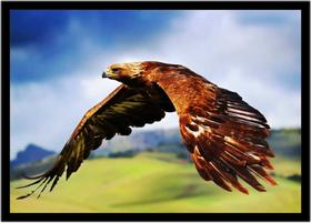 Quadro Decorativo Animais Águia Dourada Veterinário Pet Shop Paisagem Com Moldura RC074 Quadro Decorativo Animais Águia Dourada Veterinário Pet Shop Paisagem Com Moldura RC074