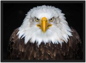 Quadro Decorativo Animais Ave Águia Com Moldura Salas Decorações