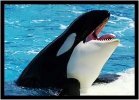 Quadro Decorativo Animais Baleia Orca Veterinário Pet Shop Paisagem Natureza Com Moldura RC098