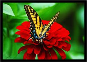 Quadro Decorativo Animais Borboleta Flor Cores Paisagem Natureza Com Moldura RC102