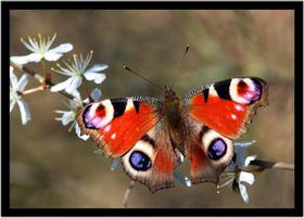 Quadro Decorativo Animais Borboleta Flor Cores Paisagem Natureza Com Moldura RC105