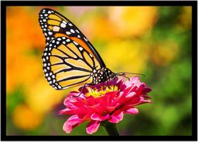 Quadro Decorativo Animais Borboleta Flor Cores Paisagem Natureza Com Moldura RC106