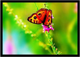 Quadro Decorativo Animais Borboleta Paisagem Natureza Cores Com Moldura RC009 Quadro Decorativo Animais Borboleta Paisagem Natureza Cores Com Moldura RC009