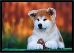 Quadro Decorativo Animais Cachorro Akita Veterinário Pet Shop Natureza Com Moldura RC141 Quadro Decorativo Animais Cachorro Akita Veterinário Pet Shop Natureza Com Moldura RC141