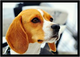 Quadro Decorativo Animais Cachorro Beagle Veterinário Pet Shop Com Moldura RC126