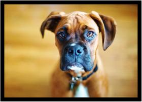 Quadro Decorativo Animais Cachorro Boxer Veterinário Pet Shop Natureza Com Moldura RC139