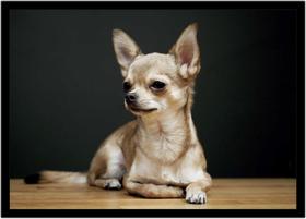Quadro Decorativo Animais Cachorro Chihuahua Veterinário Pet Shop Natureza Com Moldura RC135