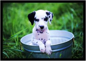Quadro Decorativo Animais Cachorro Dálmata Veterinário Pet Shop Natureza Com Moldura RC050