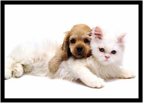 Quadro Decorativo Animais Cachorro E Gato Veterinário Pet Shop Com Moldura RC120
