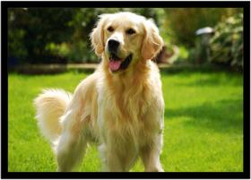 Quadro Decorativo Animais Cachorro Golden Retriever Veterinário Pet Shop Natureza Com Moldura RC056