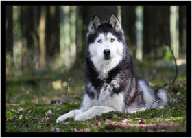 Quadro Decorativo Animais Cachorro Husky Veterinário Pet Shop Natureza Com Moldura RC142