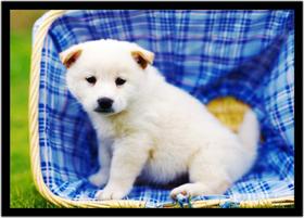 Quadro Decorativo Animais Cachorro Jindo-Coreano Veterinário Pet Shop Natureza Com Moldura RC025