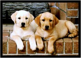 Quadro Decorativo Animais Cachorro Labrador Retriever Veterinário Pet Shop Com Moldura RC089