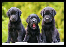 Quadro Decorativo Animais Cachorro Labrador Retriever Veterinário Pet Shop Com Moldura RC118