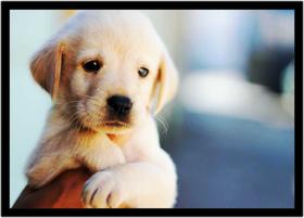 Quadro Decorativo Animais Cachorro Labrador Veterinário Pet Shop Natureza Com Moldura RC084