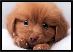 Quadro Decorativo Animais Cachorro Natureza Veterinário Pet Shop Com Moldura RC117