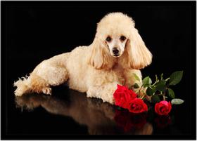 Quadro Decorativo Animais Cachorro Poodle Veterinário Pet Shop Natureza Com Moldura RC140