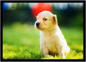 Quadro Decorativo Animais Cachorro Retriever Veterinário Pet Shop Natureza Com Moldura RC133