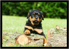 Quadro Decorativo Animais Cachorro Rottweiler Veterinário Pet Shop Natureza Com Moldura RC054