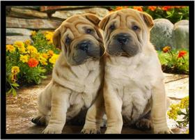 Quadro Decorativo Animais Cachorro Shar Pei Veterinário Pet Shop Natureza Com Moldura RC137