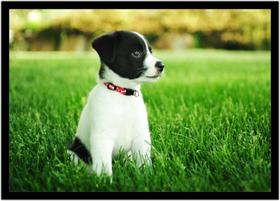 Quadro Decorativo Animais Cachorro Veterinário Pet Shop Natureza Com Moldura RC062