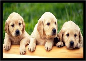 Quadro Decorativo Animais Cachorros Golden Retriever Veterinário Pet Shop Natureza Com Moldura RC035