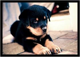 Quadro Decorativo Animais Cachorros Rottweiler Veterinário Pet Shop Natureza Com Moldura RC042