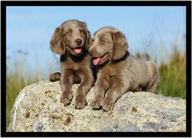 Quadro Decorativo Animais Cachorros Weimaraner Veterinário Pet Shop Com Moldura RC129 Quadro Decorativo Animais Cachorros Weimaraner Veterinário Pet Shop Com Moldura RC129