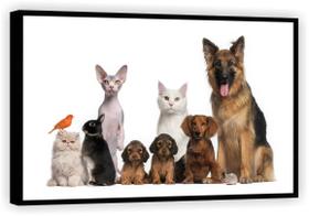 Quadro Decorativo Animais Cão Gato Pet Shop Salas Tela Canvas Premium