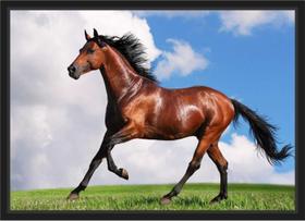 Quadro Decorativo Animais Cavalos Petshop Decoração Com Moldura