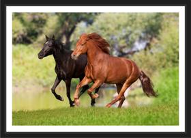 Quadro Decorativo Animais Cavalos Petshop Decoração Com Moldura Quadro Decorativo Animais Cavalos Petshop Decoração Com Moldura