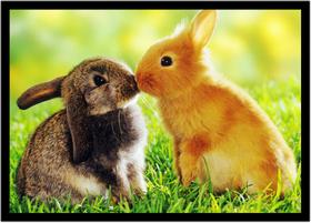 Quadro Decorativo Animais Coelhos Veterinário Pet Shop Natureza Com Moldura RC024