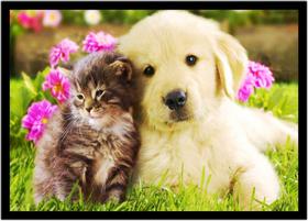Quadro Decorativo Animais Gato Cachorro Veterinário Pet Shop Natureza Com Moldura RC051