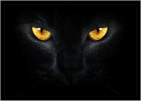 Quadro Decorativo Animais Gato Preto Veterinário Pet Shop Natureza Com Moldura RC040