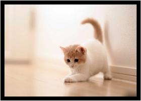 Quadro Decorativo Animais Gato Veterinário Pet Shop Natureza Com Moldura RC043