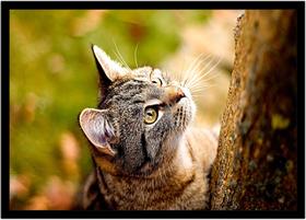 Quadro Decorativo Animais Gato Veterinário Pet Shop Natureza Com Moldura RC048