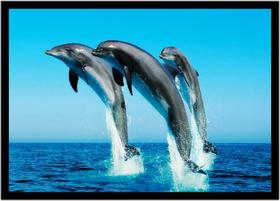 Quadro Decorativo Animais Golfinho Veterinário Pet Shop Mar Natureza Com Moldura RC063
